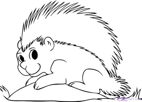 Porcupine Coloring Page At GetColorings Com Free Printable Colorings