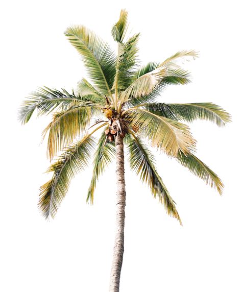 Coconut Tree Transparent Png All Png All