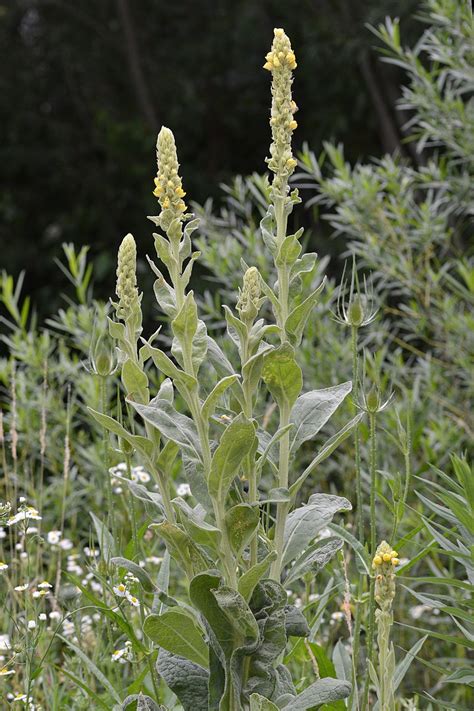 Mullein Advice From The Herb Lady