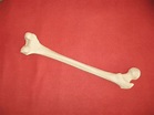 Bone Free Stock Photo - Public Domain Pictures