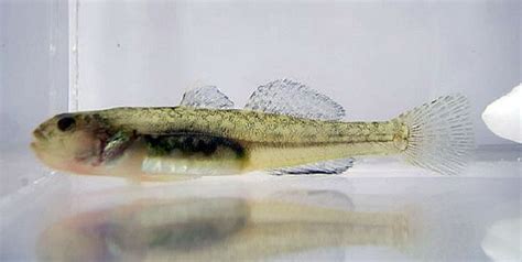 Tidewater Goby Eucyclogobius Newberryi Fish Pet Endangered Species