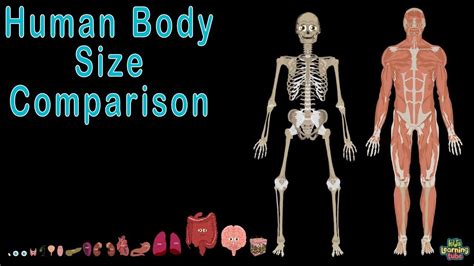 Human Body For Kidshuman Body Size Comparison Youtube Body Size