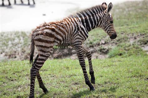 New Born Baby Zebra With Its Mother Stock Image Image Of Mother