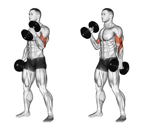 19 Top Brachialis Exercises For Bigger Stronger Biceps Artofit