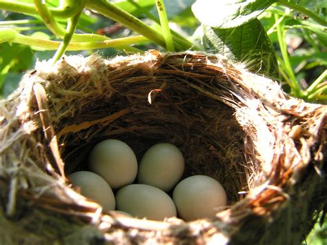 Birds Nest In Odd Places Audubon North Carolina