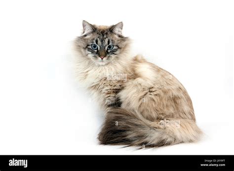 Neva Masquerade Siberian Cat Color Seal Tabby Point Male Against Stock Photo Royalty Free