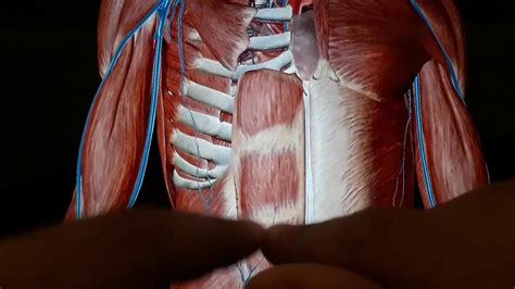 Clinical Anatomy Anterior Abdominal Wall Rectus Abdominis