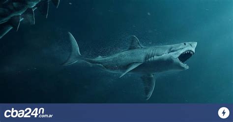 Revelan El Verdadero Tamaño Del Megalodón El Tiburón Gigante De La