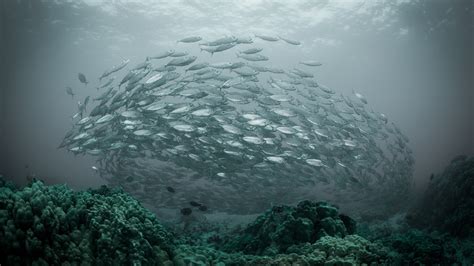 Nature Water Underwater Sea Fish Shoal Of Fish Coral