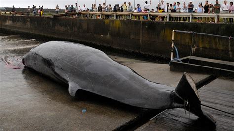Have a whale of a time. Opinion | Japan: Stop Slaughtering Whales - The New York Times