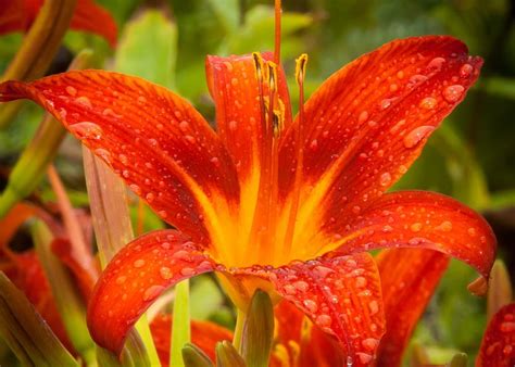 Summer Rain On A Tiger Lily Iii Photograph By Matt Dobson
