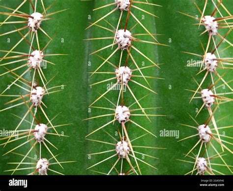 Texture Of Green Cactus As A Background Stock Photo Alamy