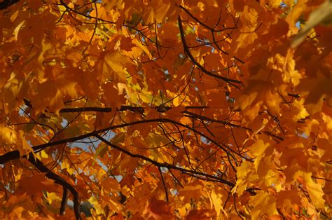 Free Images Nature Branch Sunlight Fall Color Autumn Yellow