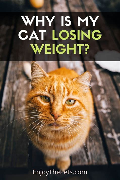 Why Is My Cat Losing Weight Causes And Treatments Enjoy The Pets