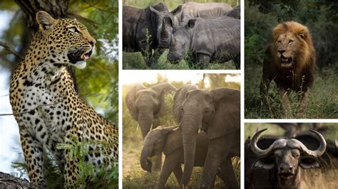 Das Sind Die Legendären „big Five Afrikas Rhino Africa Blog