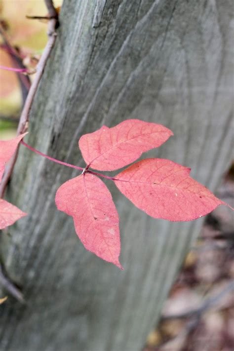 Poison Ivy And Other Pesky Plants Can Turn Summer Fun Into A Season Of