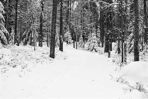 Small Road In A Snowy Forest Photograph By Kerstin Ivarsson