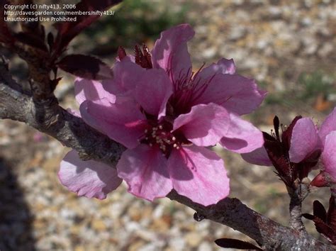 Plantfiles Pictures Dwarf Peach Bonfire Prunus Persica By Diggo1