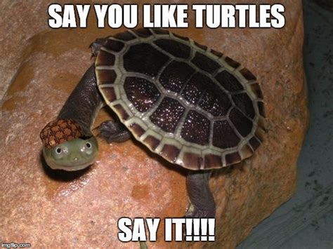 Turtle Meme Imgflip
