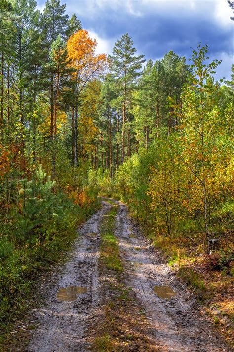 Forest Dirt Road Between Among Trees Autumn Landscape Sunny Cloudy