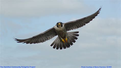Falcon Bird Wallpapers Top Free Falcon Bird Backgrounds Wallpaperaccess