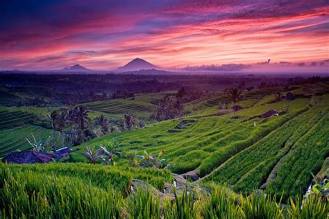 79 Pemandangan Alam Sawah Bali