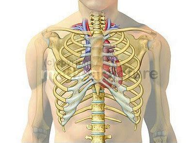 The human rib cage is made up of 12 pairs of ribs, some of which attach to a bony process in the front of the chest called the sternum. Where is the Heart Located ? Boundaries and Surface Anatomy