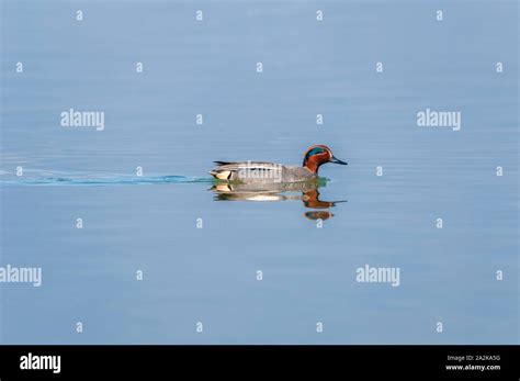 Male Common Teal Anas Crecca Swimming Stock Photo Alamy