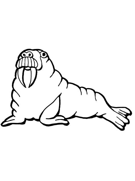 Walrus Coloring Pages Printable Kids Bestcoloringpagesforkids Sketch