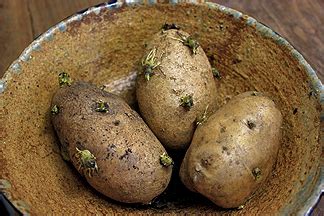 Those sprouts are the potato trying to grow into a plant. Jumpstarting Spring: How to Greensprout Potatoes | High ...