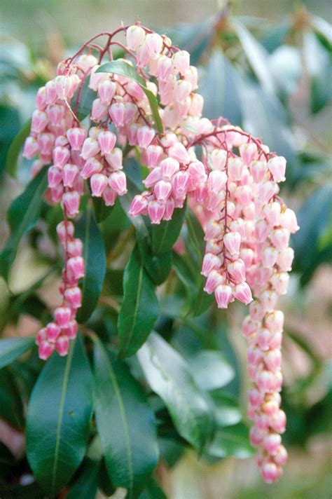 Check spelling or type a new query. 15 Blooming Evergreen Shrubs That Will Add Instant Color ...