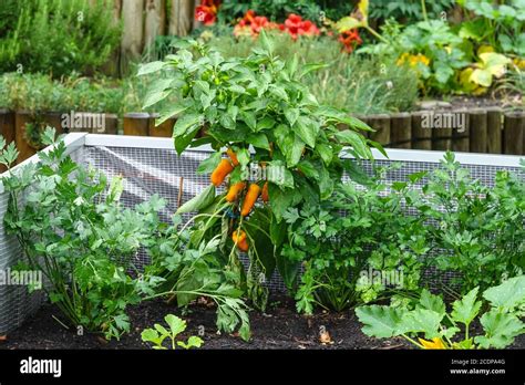 Raised Bed Garden Vegetable Plants Growing In The Allotment Garden