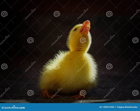 Baby Duck At Sun Light Stock Photo Image Of Spring 142927458
