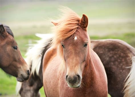 HSUS, other advocacy groups sue to stop sale of California wild horses 