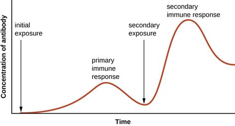 overview of specific adaptive immunity microbiology health and disease course hero