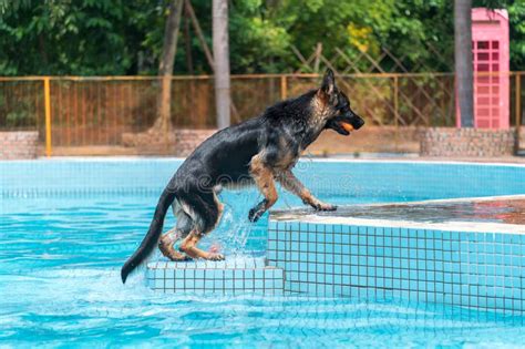 German Shepherd Playing In The Pool Stock Photo Image Of Play