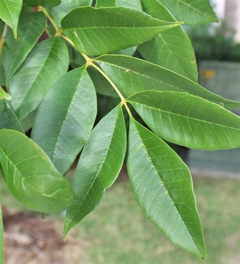 Need A Fast Growing Shade Tree Plant Green Ash Gardening In The