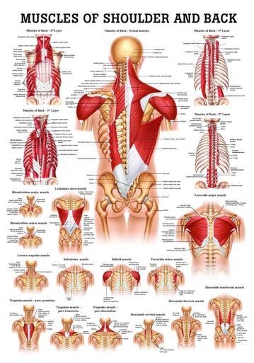 It is very likely that you may get a knot in your back if you are spending hours sitting at a desk studying, reading, writing or editing. Muscles of the Shoulder and Back Laminated Anatomy Chart