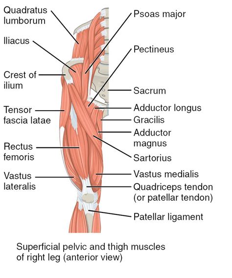 Hip And Leg Muscles Anatomy