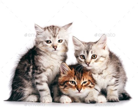 Siberian Cats Cute Kittens From Same Litter Isolated On White Stock