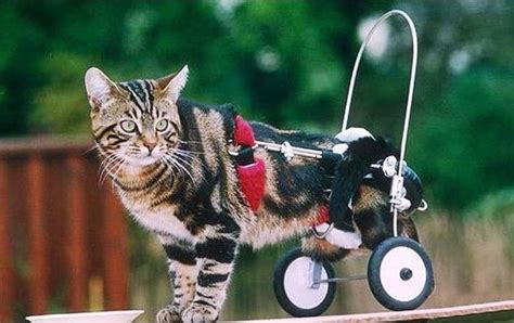 Funny Pics For You Help Disabled Animals