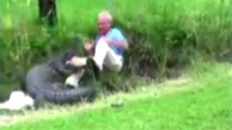 Video Alligator Nearly Bites Off Scientists Arm