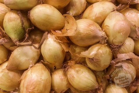 Spanish Onion, FREE Stock Photo, Image, Picture: Onions, Royalty-Free ...