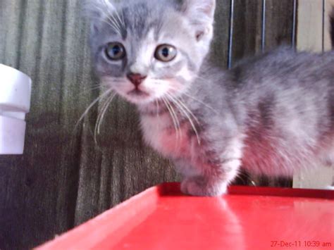 The munchkin cat is a relatively new breed compared to more established breeds, such as the maine coon or the american shorthair. munchkin curl cat FOR SALE ADOPTION from Johor Pontian ...