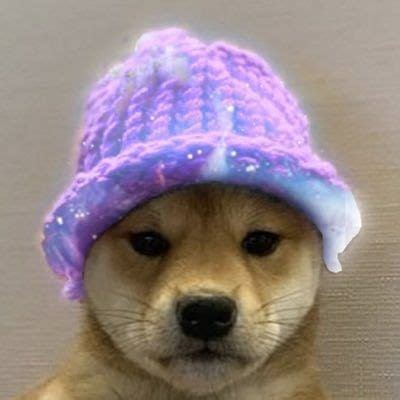 Baby doge seeks to impress his father by showing his new improved transaction speeds & adorableness. Pin by Ack Ack on Dogwifhat in 2020 | Famous dogs, Dog hat, Dog images