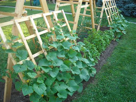 Trellised Cucumbers Elizabeth Grace Gardens