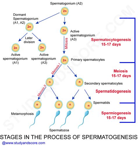 Spermatogenesis Purpose Stages And The Hormonal Control Role Of