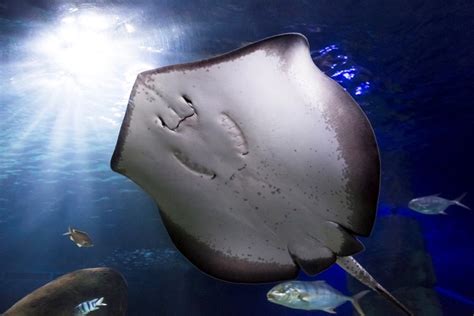 Whiptail Stingray Sea Life Berlin