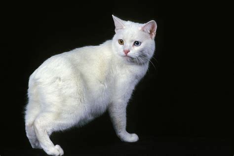 30 Razas De Gatos Blancos Nombres Y Fotos