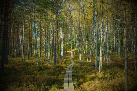 Peaceful Forest Autumn In The Most Beautiful Country You Will Ever